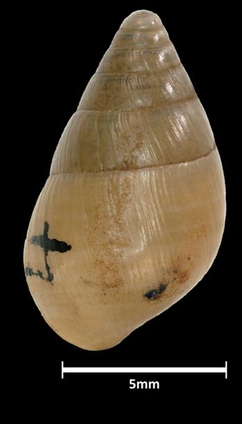 Media type: image;   Malacology 39818 Aspect: dorsal